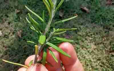 Episode 3: My Secret Weapon